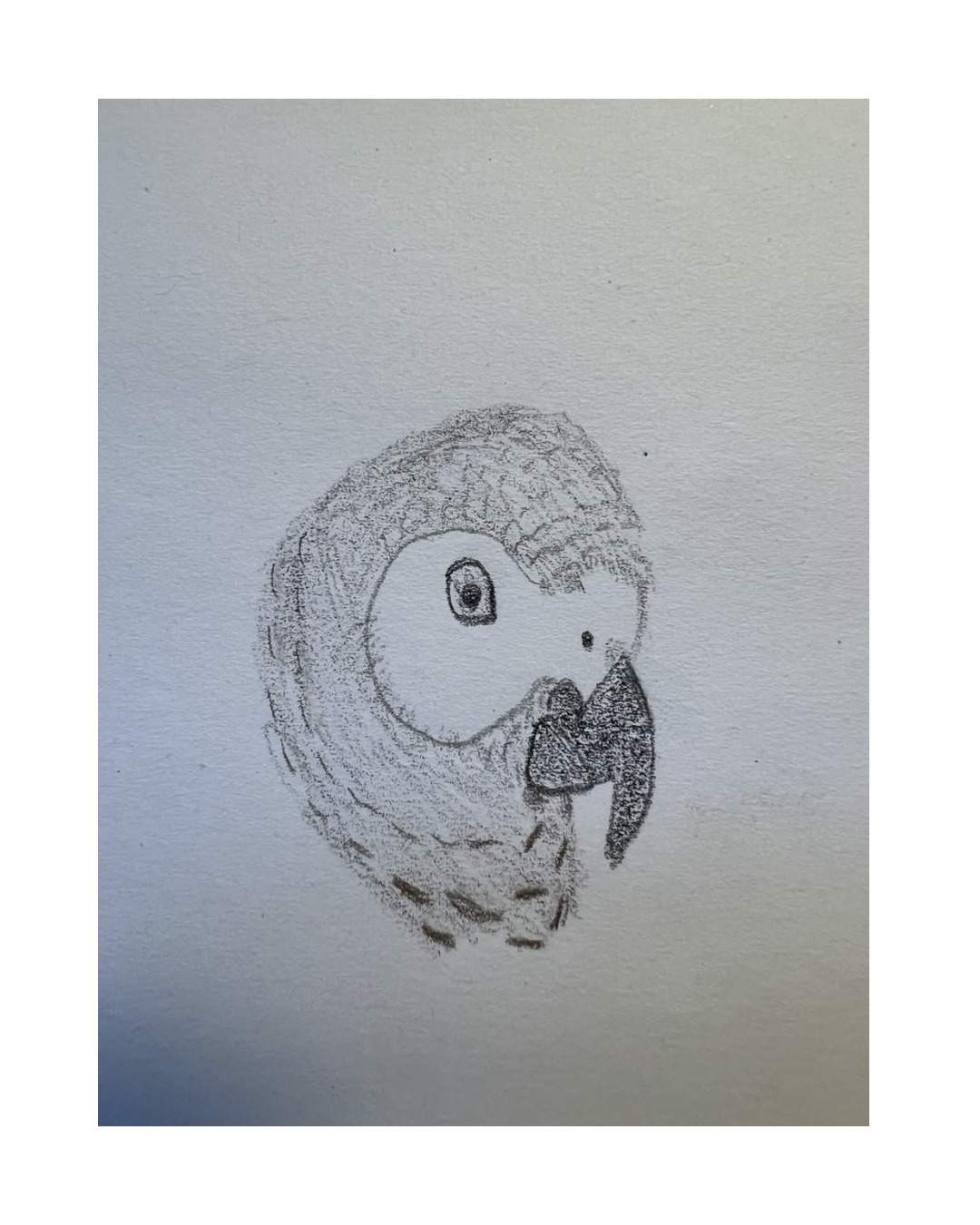 A close-up drawing of a parrot’s head, with a curved dark beak and a bright round eye.